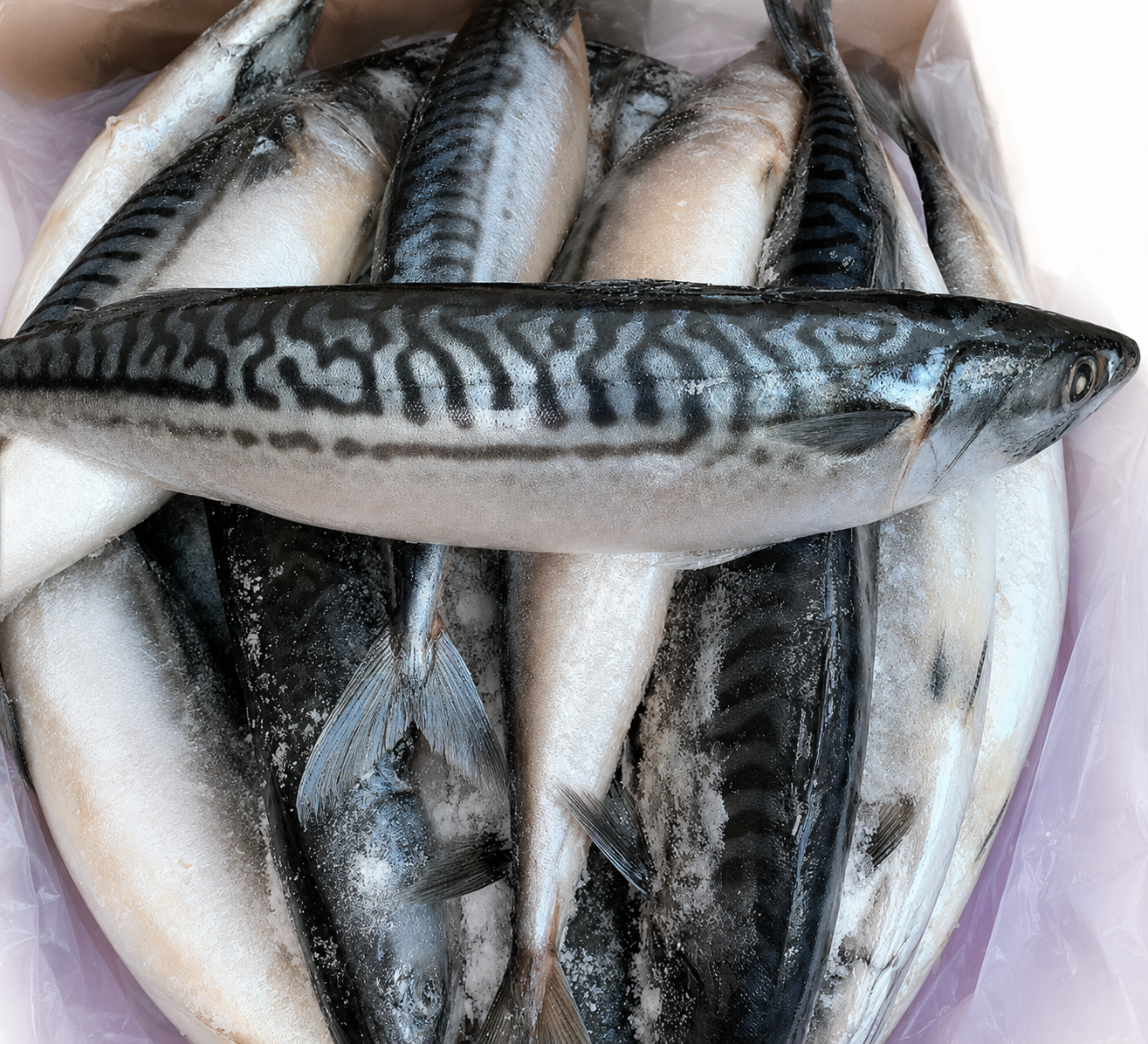 Mackerel