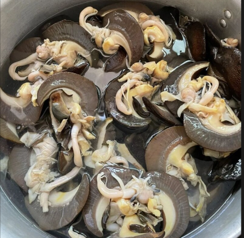 Snail JUMBO